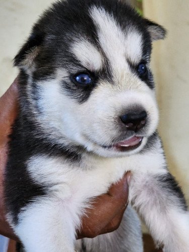 HUSKY MALE  AGE - 25 DAYS OLD